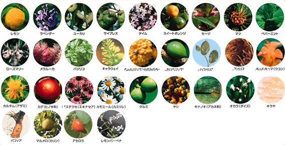 ルネフルトレールで使用する植物